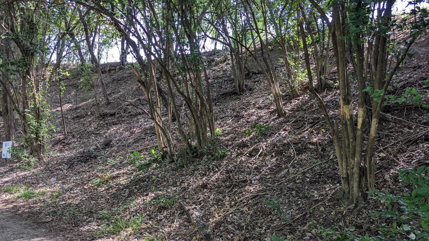 Ecological Restoration at Seiders Springs - Shoal Creek Conservancy